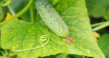 Proč mohou listy okurky žloutnout a jak s nimi zacházet, jak je zpracovávat